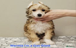 Chinese Crested dogs for sale: 12 weeks old  hl boy 1800, pp boy 970 in Crewe - Image 17