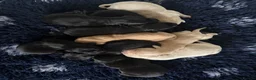 Labrador Retriever dogs for sale: Stunning Black and Yellow Labrador Pups Available - Advert 7