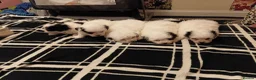 Bichon Frise dogs for sale: Bischon frize - Advert 2