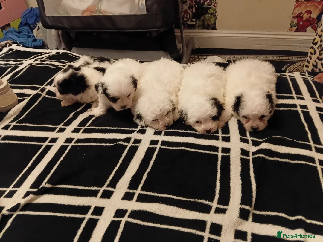 Bichon Frise dogs for sale: Bischon frize - Advert 2