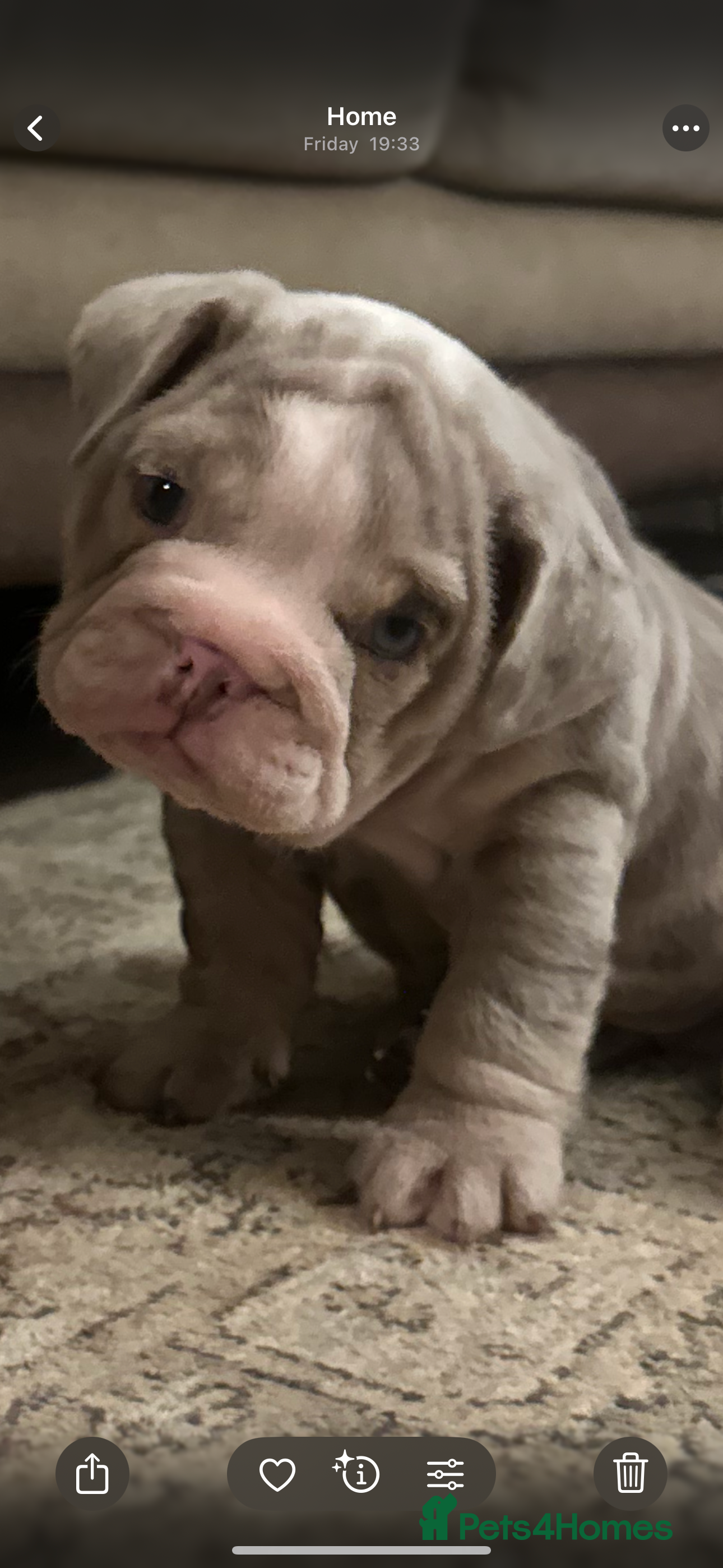 English Bulldog dogs Tiny Paws, Big Hearts – English Bulldog Puppies - Advert 18