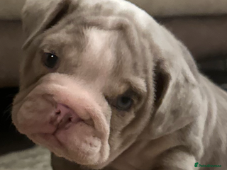 English Bulldog dogs Tiny Paws, Big Hearts – English Bulldog Puppies - Advert 18