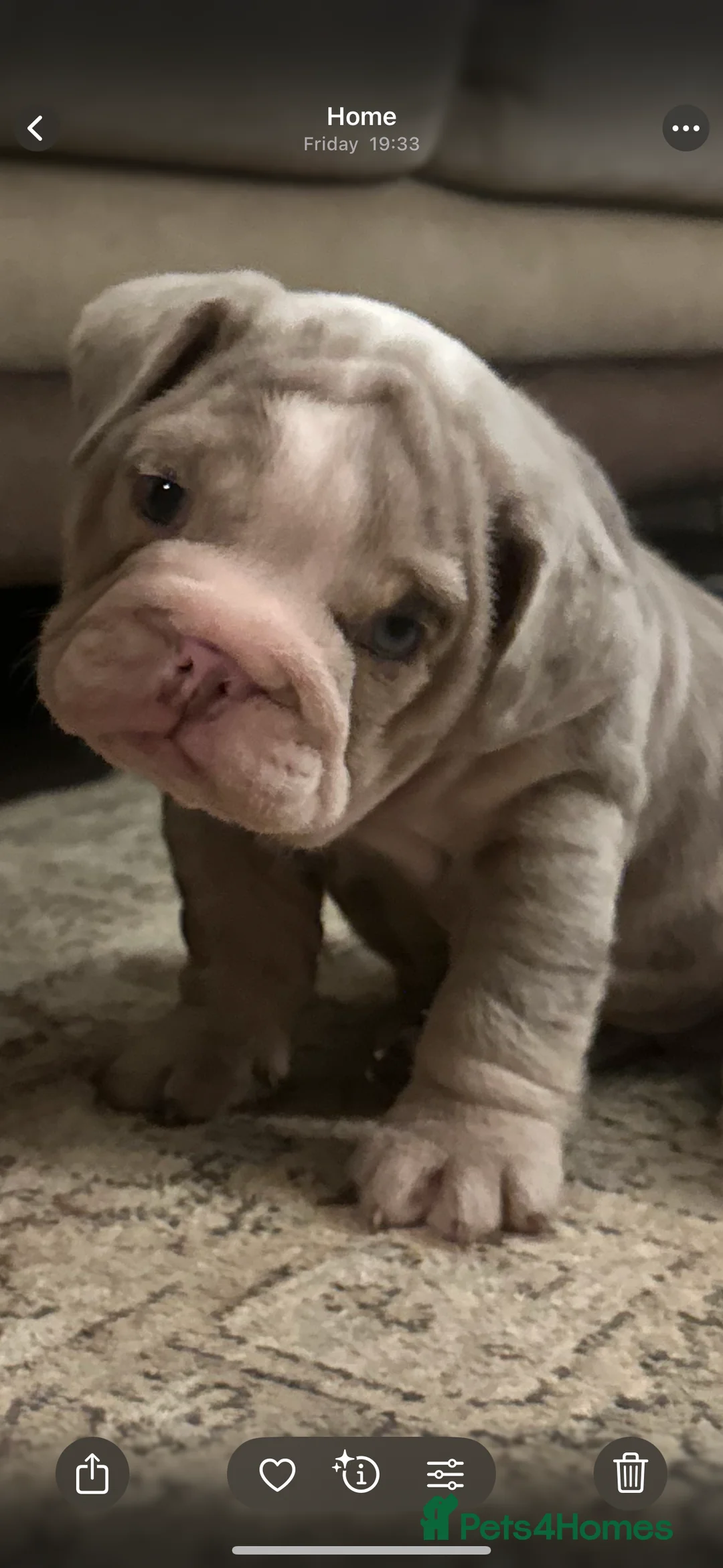 English Bulldog dogs for sale: Tiny Paws, Big Hearts – English Bulldog Puppies - Advert 1