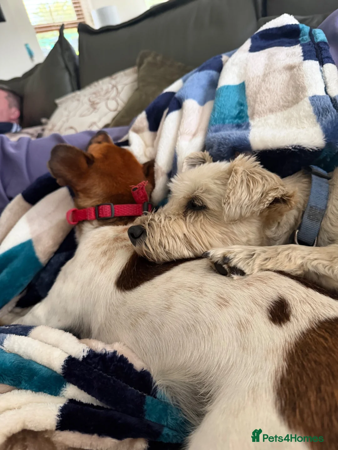Jack Russell dogs for sale: Jack Russell FTGH in Newry - Advert 4