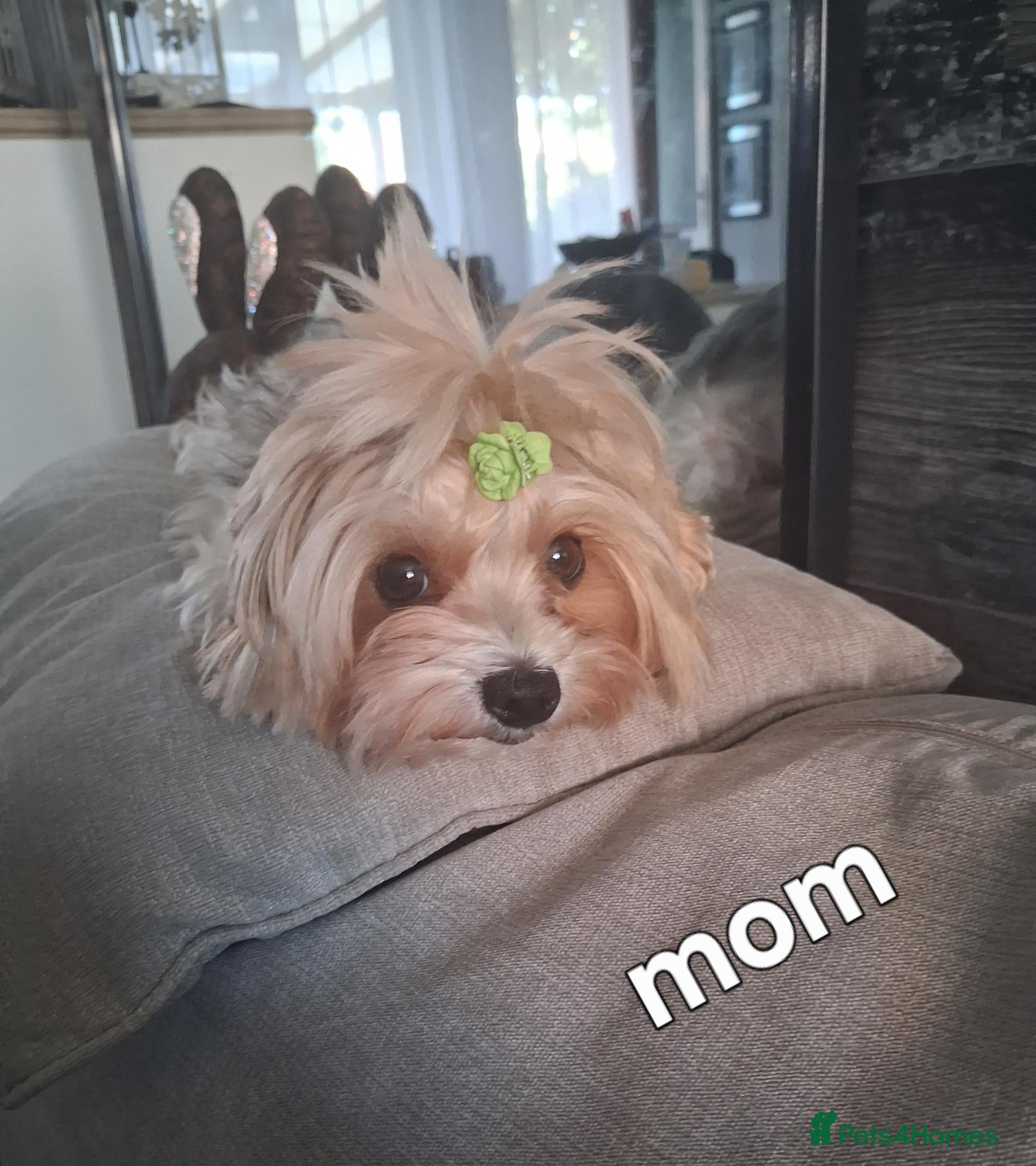 Yorkshire Terrier dogs Cute little Yorkshire terrier  - Advert 6