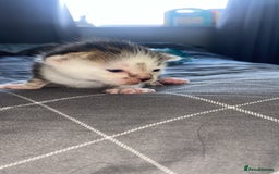 Mixed Breed cats for sale: 5 kittens  - Image 1