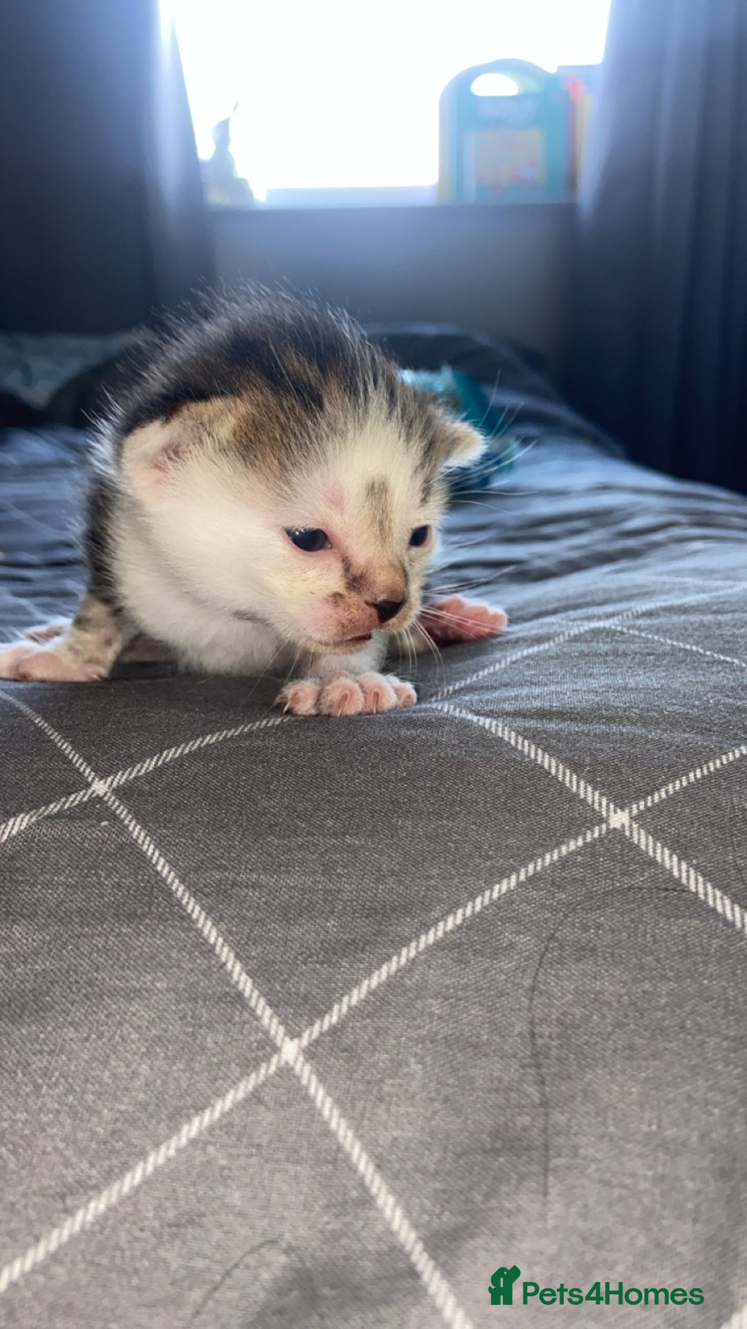 Mixed Breed cats for sale: 5 kittens  - Image 1