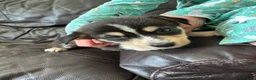 Mixed Breed dogs for sale: 7 beautiful siberian husky x labrador puppies - Advert 11