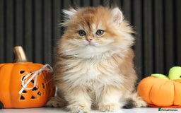 British Longhair cats for sale: Last Golden Chinchilla ny12 LH kitty - Image 7