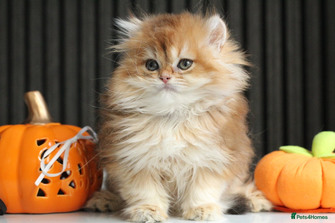 British Longhair cats for sale: Last Golden Chinchilla ny12 LH kitty - Image 7