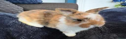 Mini Lop rabbits for sale: Pure bred mini lop bunnies - Advert 11