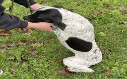 Mixed Breed dogs for adoption: Zara needs a loving home  - Advert 9