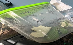 Stick Insects invertebrates for sale: Macleay Spectre Prickly Leaf Insects - Image 6