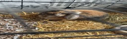 Mixed Breed rabbits for sale: 2 rabbits to rehome with cage and food  - Advert 4