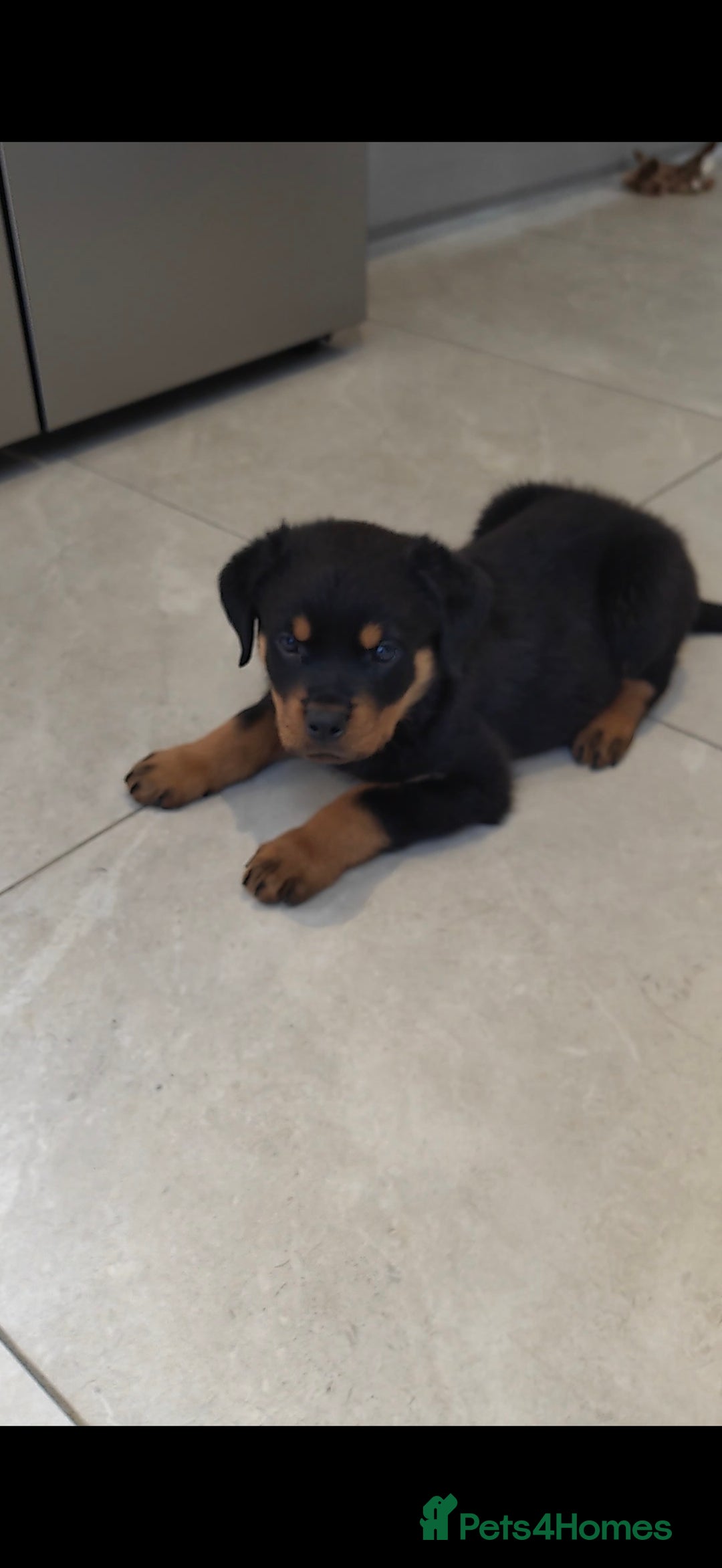 Rottweiler dogs for sale: Gorgeous male Rottweiler puppy Reggie  - Image 3
