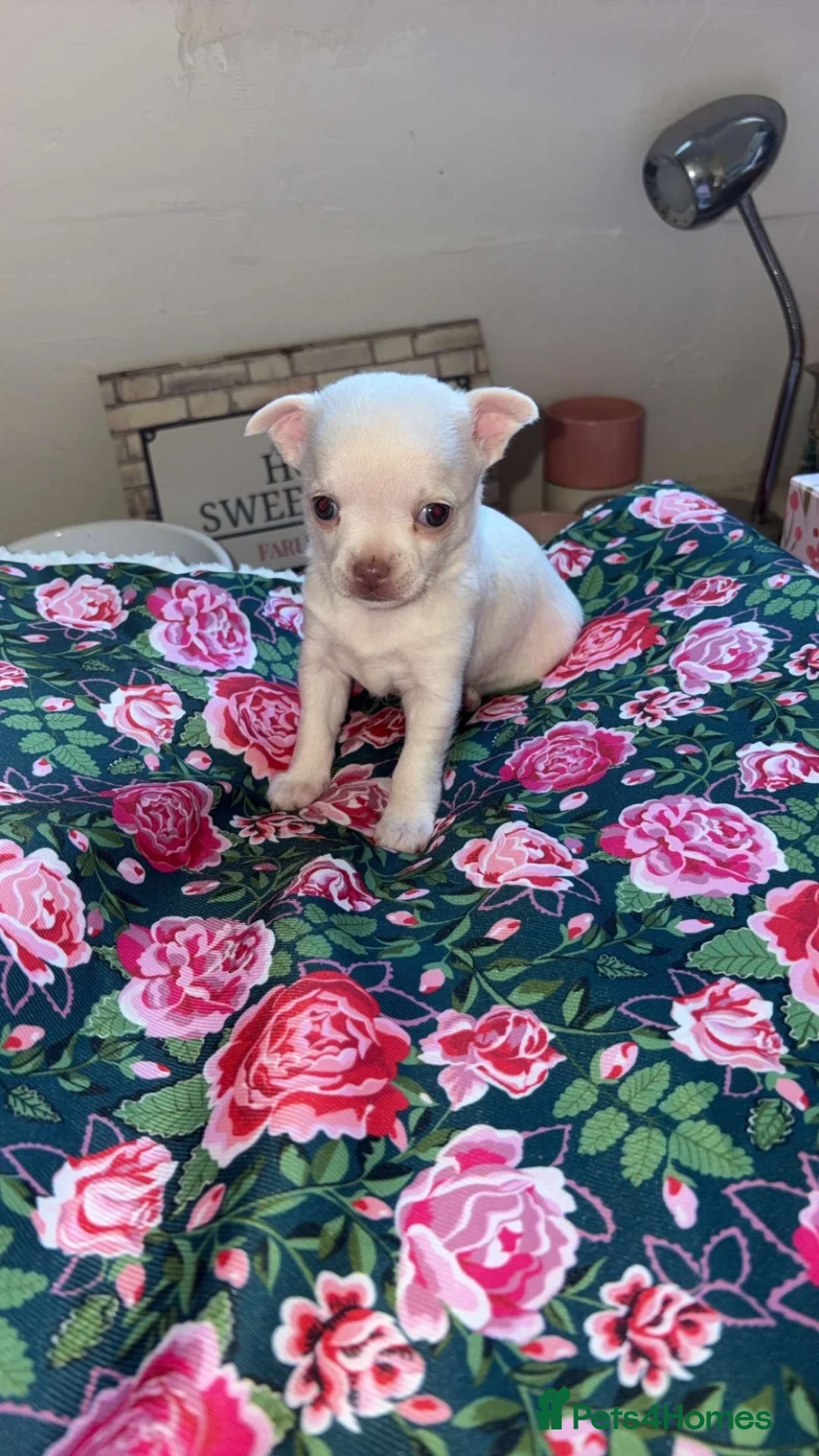 Chihuahua dogs for sale: 5 beautiful chihuahuas  - Advert 13
