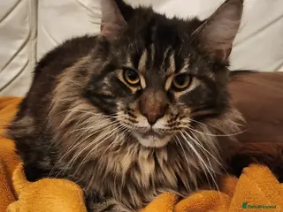 Maine Coon cats Maine Coons XL - Advert 1