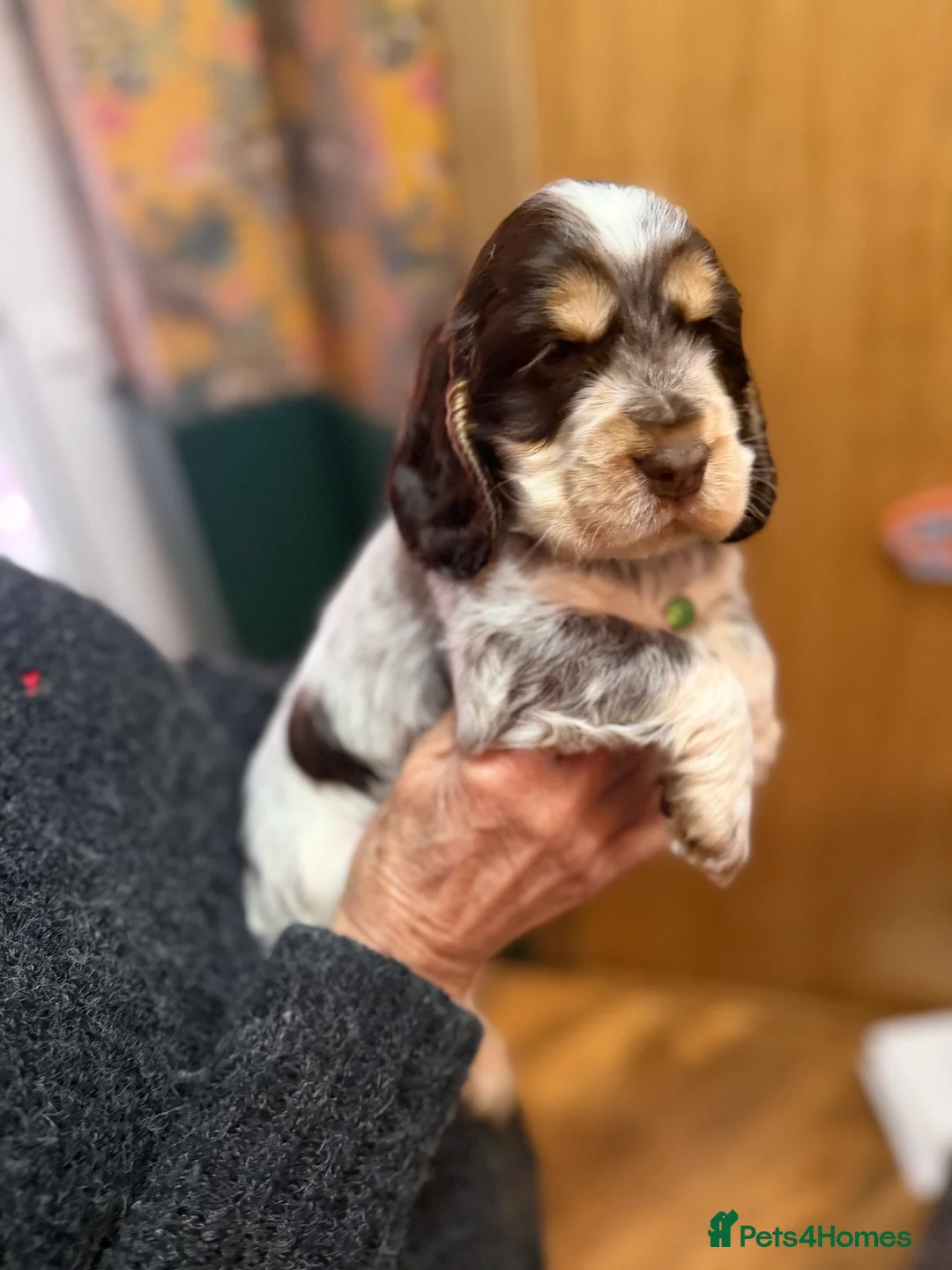Cocker Spaniel dogs for sale: Show cocker spaniel pups  - Advert 12