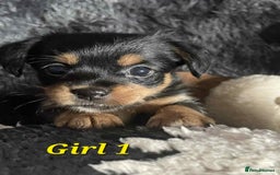 Mixed Breed dogs for sale: Yorkie cross tibetan spaniel  - Image 4