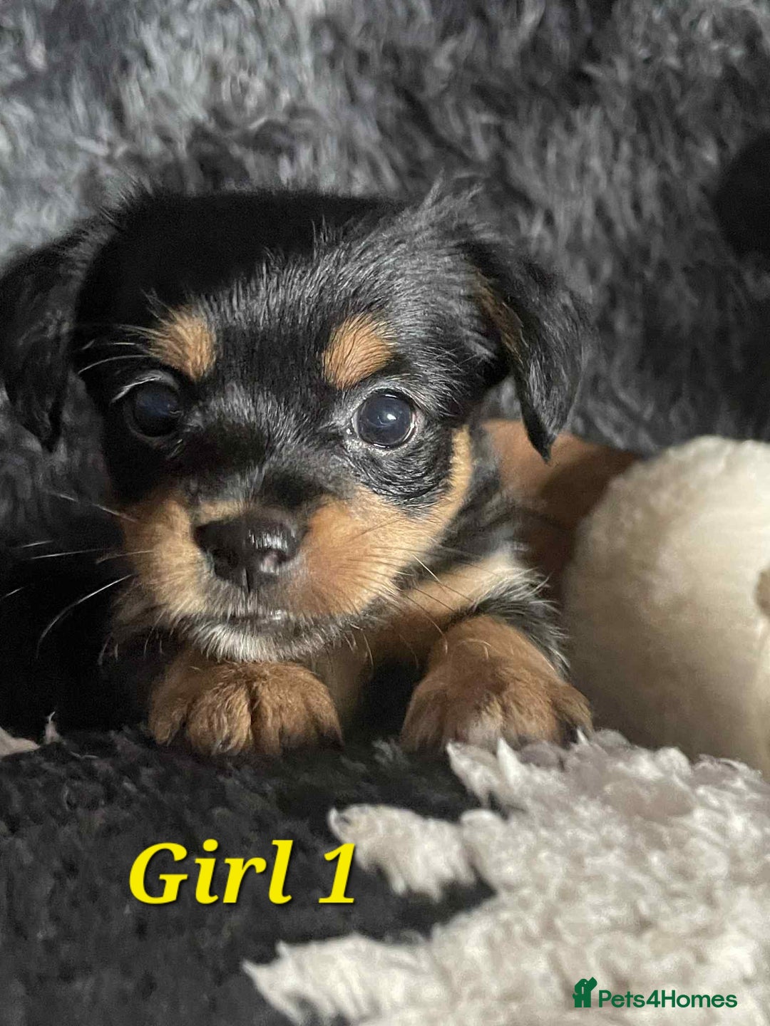 Mixed Breed dogs for sale: Yorkie cross tibetan spaniel  - Image 4