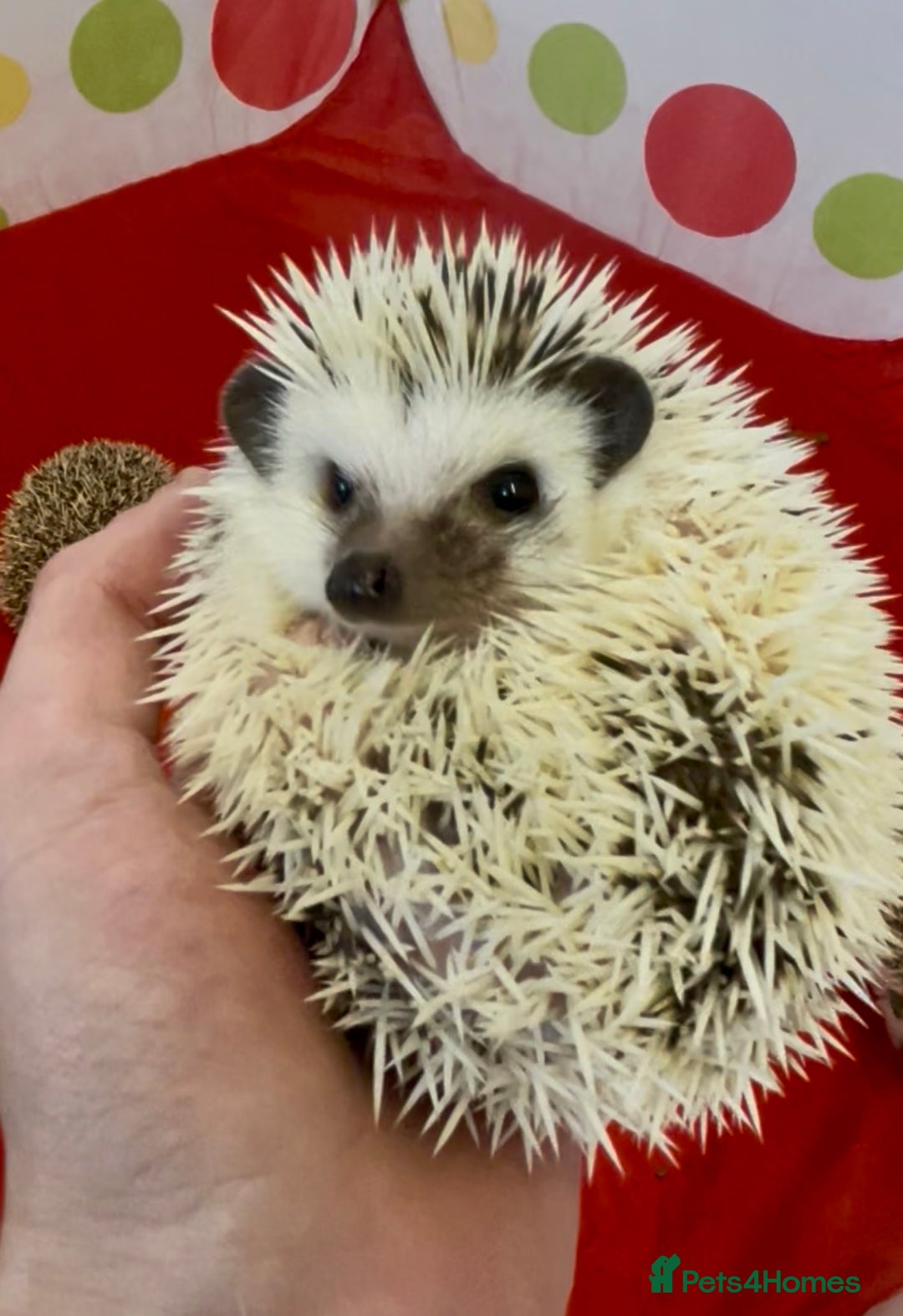 Pygmy Hedgehog rodents for sale: Beautiful Female & Male Baby Pygmy Hedgehog APH - Image 2