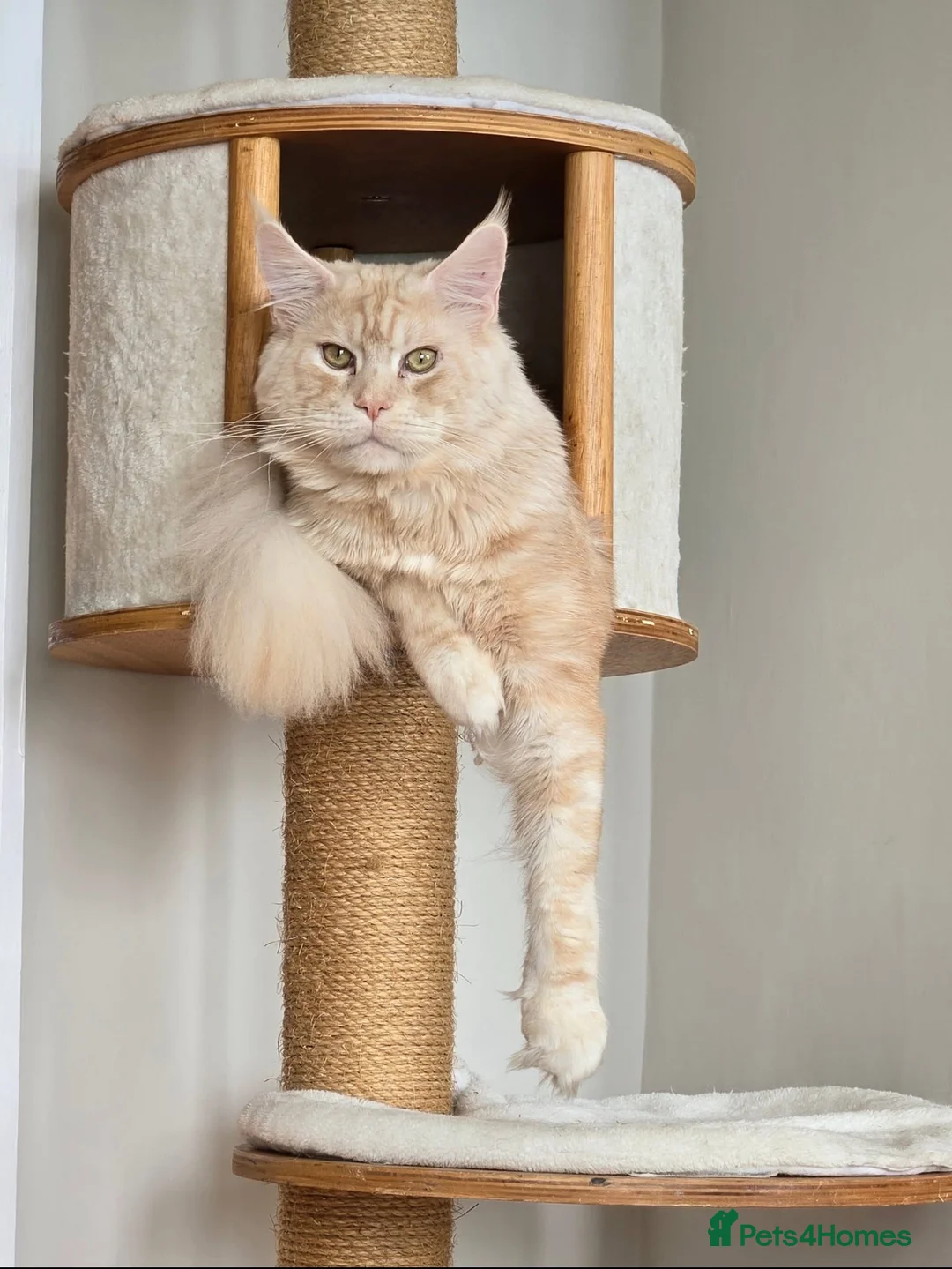 Maine Coon cats for sale: Maine Coon Kittens for sale 🐈‍⬛🤍 in Lewes - Advert 11