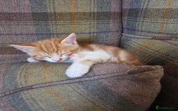 Mixed Breed cats for sale: 3 gorgeous kittens - Image 6