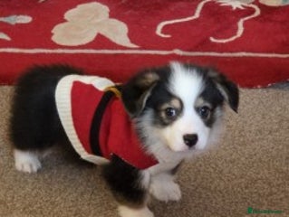 Welsh Corgi Pembroke dogs Last Welsh Corgi Boy available from 17th Jan 2026 - Advert 2
