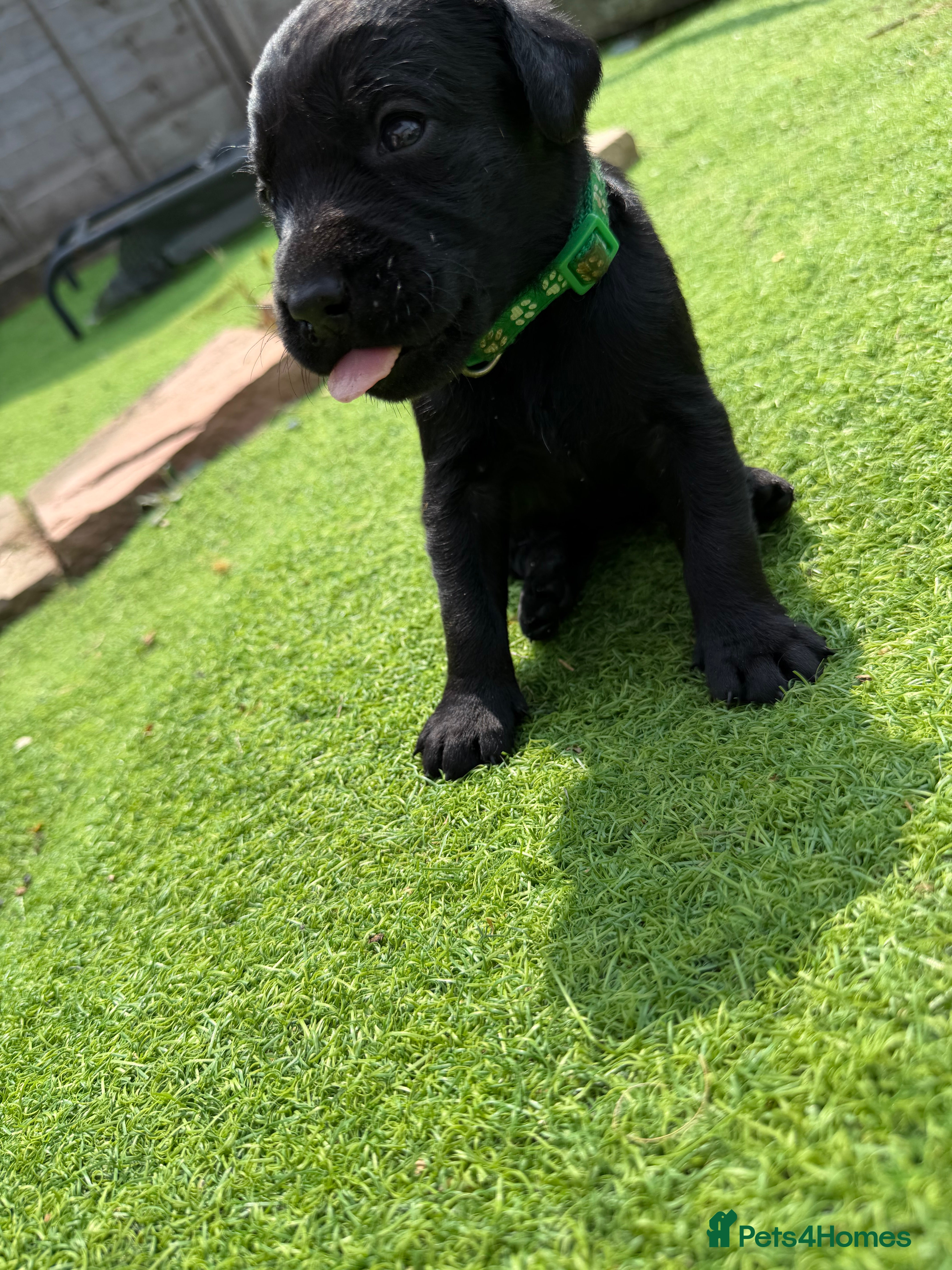 Labrador Retriever dogs 11 KC Labrador puppies - Advert 2