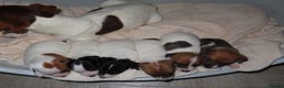 Jack Russell dogs for sale: 🐾 Traditional Jack Russel puppies 🐾 - Advert 4