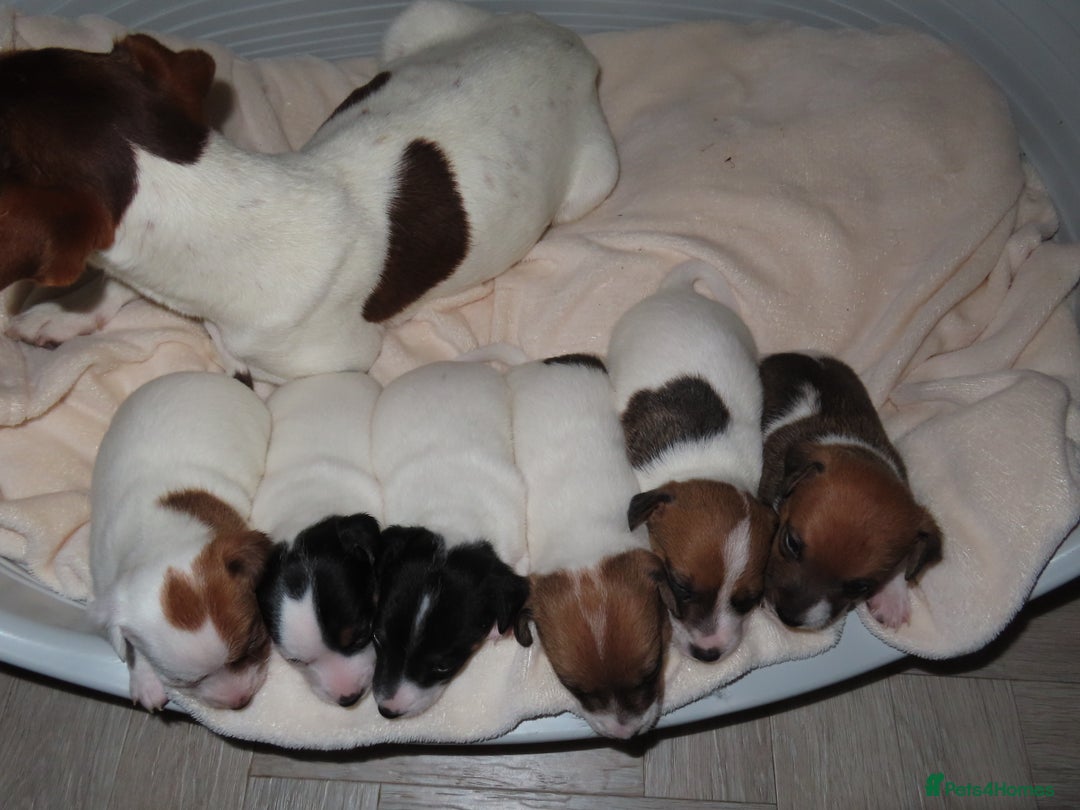 Jack Russell dogs for sale: 🐾 Traditional Jack Russel puppies 🐾 - Advert 4