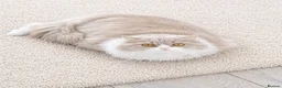 British Longhair cats for sale: GCCF REGISTERED BRITISH LONGHAIR BOY - Advert 4