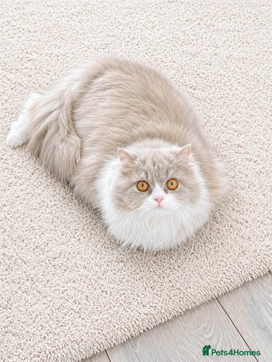 British Longhair cats for sale: GCCF REGISTERED BRITISH LONGHAIR BOY - Advert 4