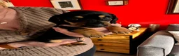 Miniature Dachshund dogs for sale: Adorable Miniature Dachshund Puppies. - Advert 3