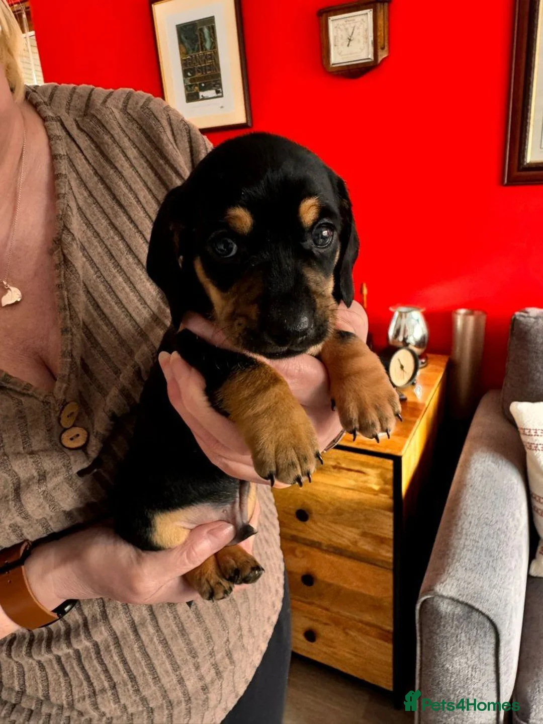 Miniature Dachshund dogs for sale: Adorable Miniature Dachshund Puppies. - Advert 3