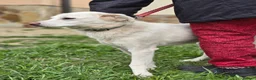 Mixed Breed dogs for adoption: ❤️BELLA❤️ Full of Love, Joy and Life - Advert 19