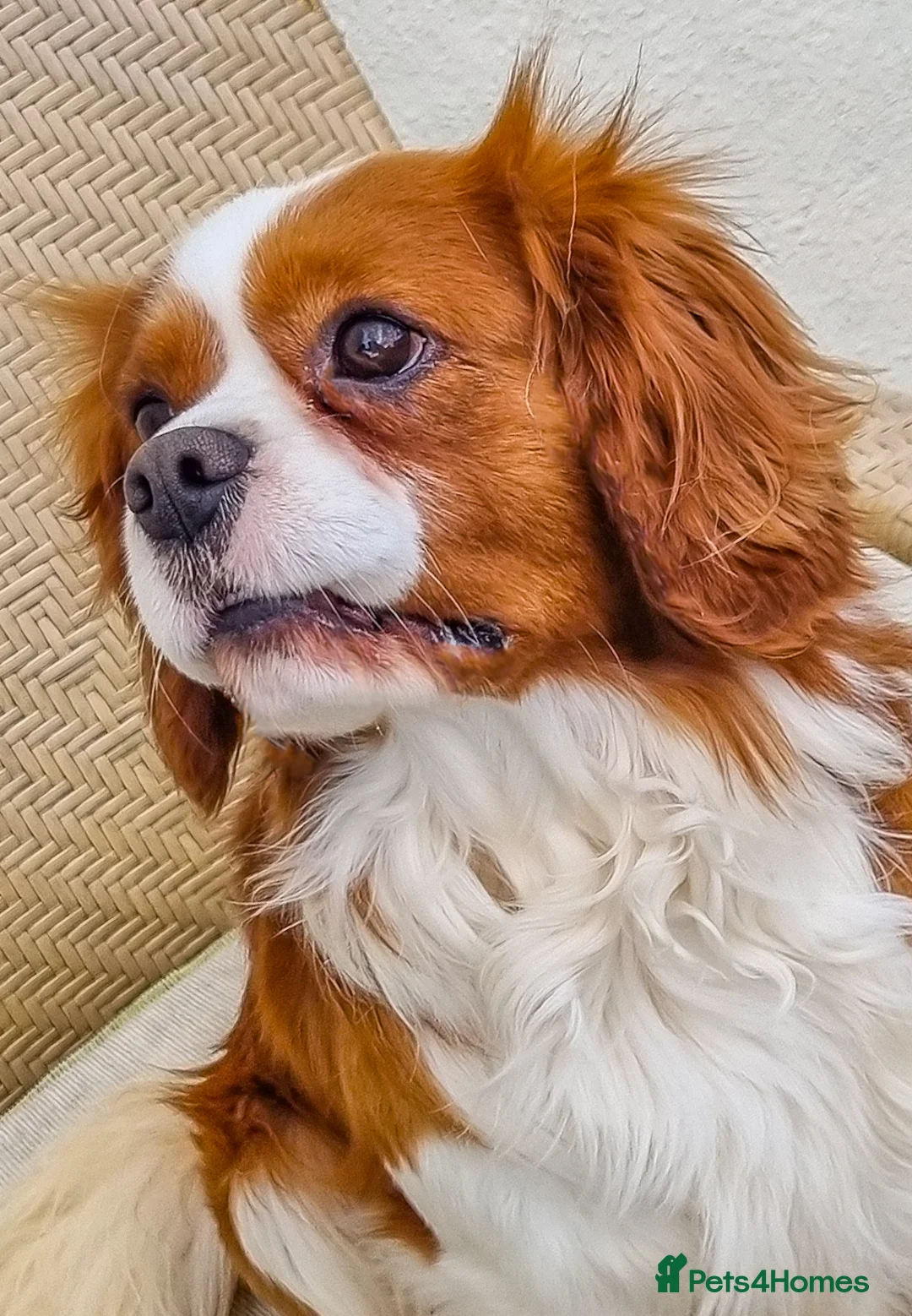 Cavalier King Charles Spaniel dogs for stud: Cavalier King Charles Fully Health tested KC Reg in Spalding - Advert 4