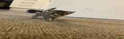 Mixed Breed cats for sale: 1 tabby boy kitten - Advert 3