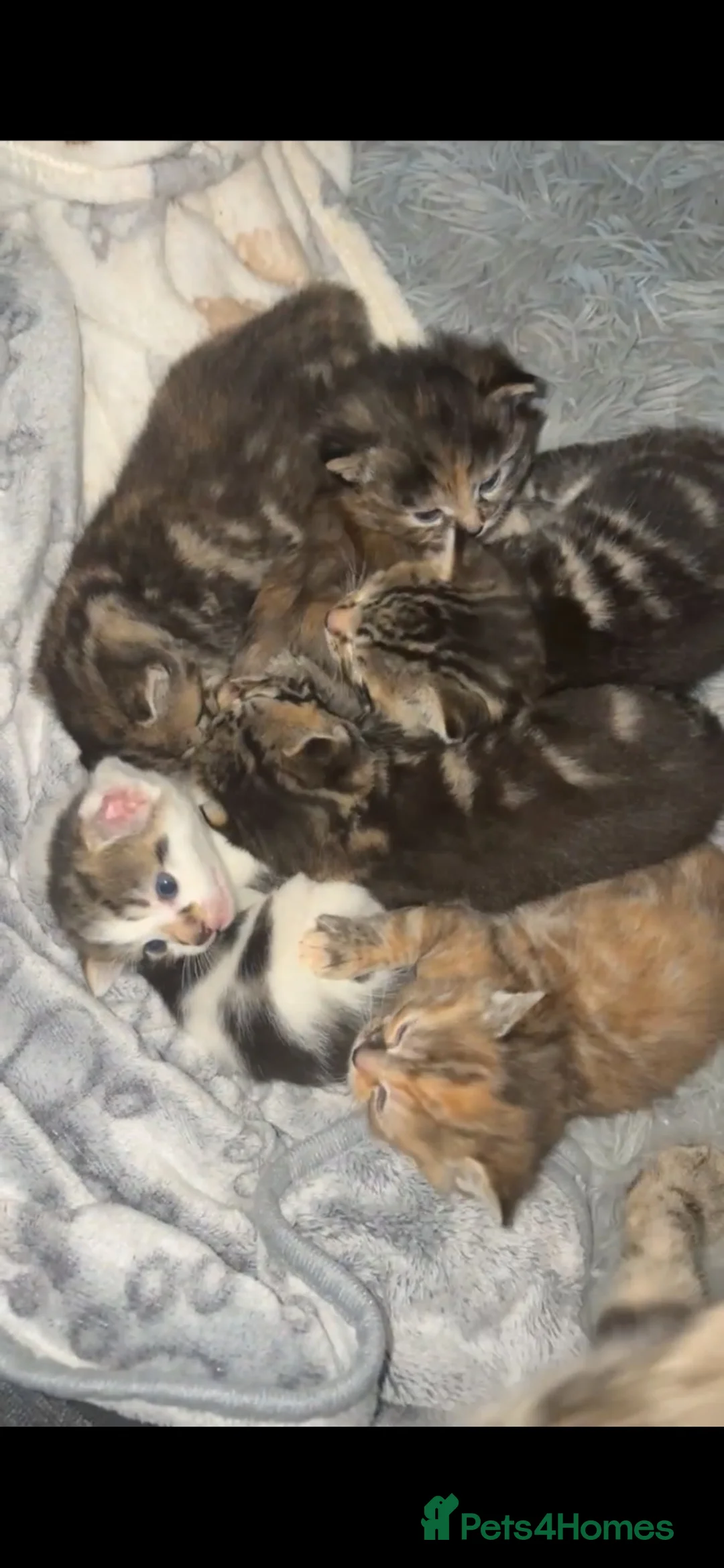 Domestic Shorthair cats for sale: gorgeous kittens for sale! - Advert 1