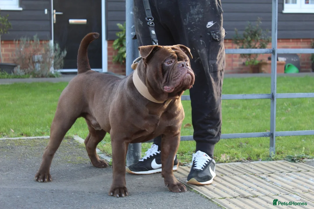 Olde English Bulldogge dogs for stud: Don Julio up for stud 🥃 🇧🇷 🇬🇧  - Advert 2
