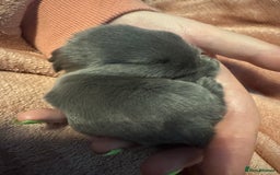 Dwarf Lop rabbits for sale: VERY Friendly lop rabbits - ready now!!  - Image 15