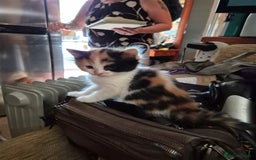 Mixed Breed cats for sale: Litter of kittens - Image 5
