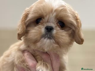 Cavalier King Charles Spaniel dogs Cavashi cavatzu boys READY NOW - Advert 15