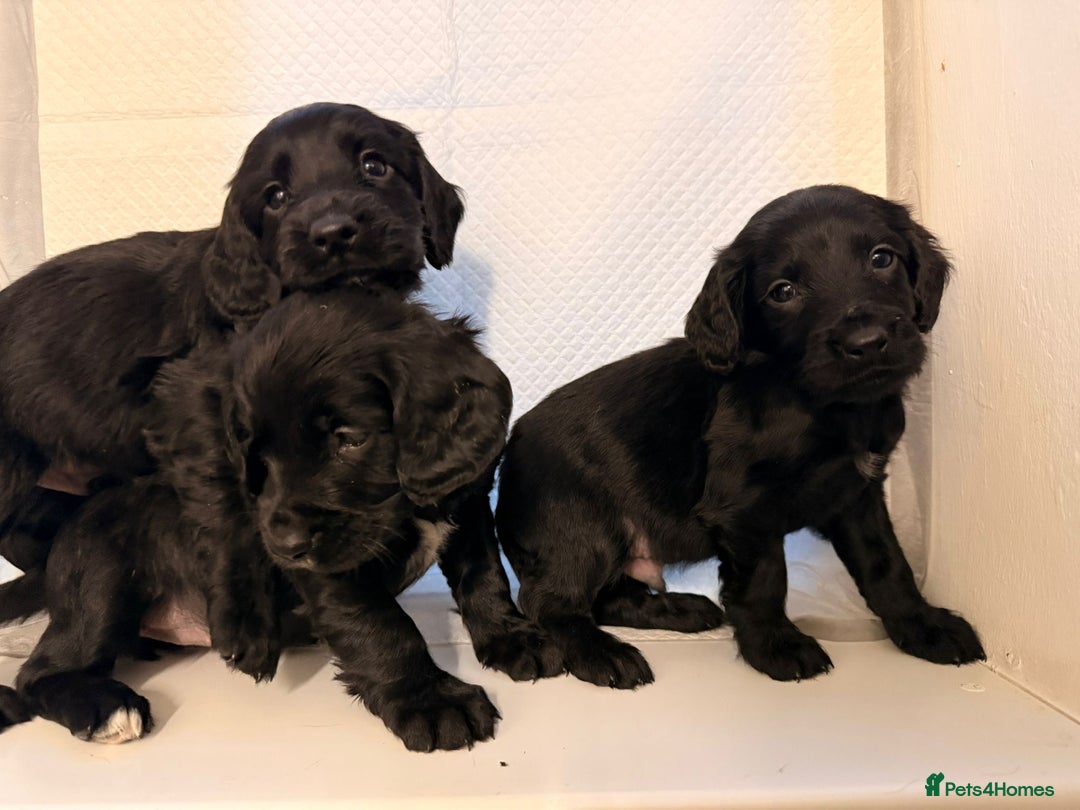 Cocker Spaniel dogs for sale: KC Registered Cocker Spaniel Puppies - Advert 6