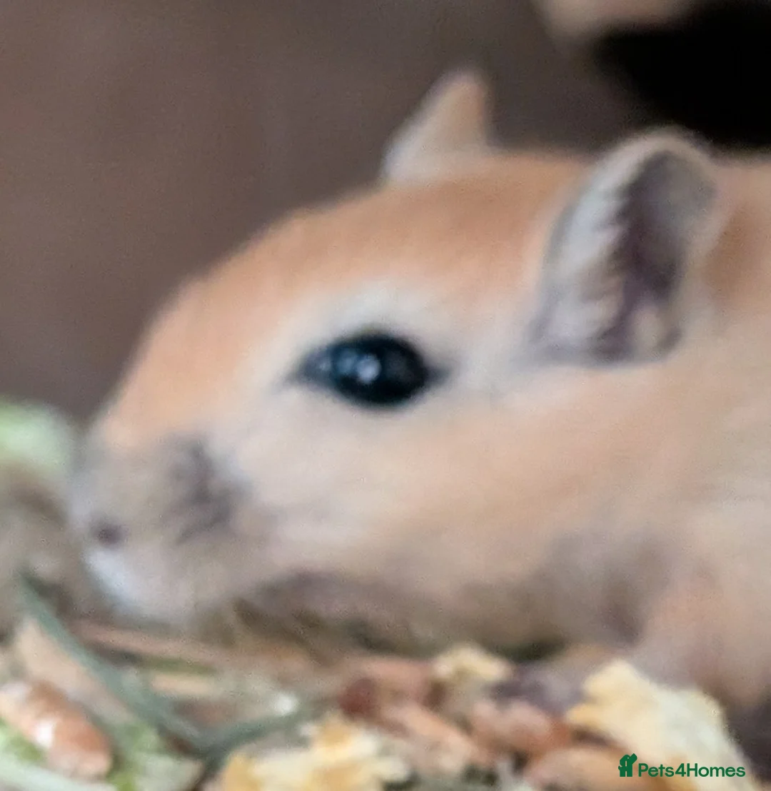 Gerbil rodents for sale: Beautiful juvenile gerbils - Advert 2