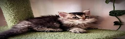 Selkirk Rex cats for sale: Gorgeous Selkirk rex kittens 😻 - Advert 27