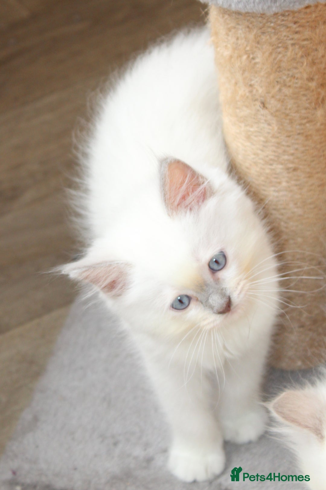 Ragdoll cats for sale: GCCF registered Ragdolls  - Advert 8