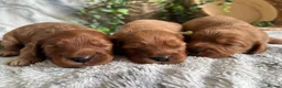 Cavapoo dogs for sale: THERAPY RAISED DNA TESTED CAVAPOOS - Advert 3