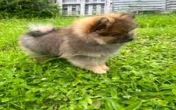 Pomeranian dogs for sale: Teddy bear Pomeranian puppy - Image 9