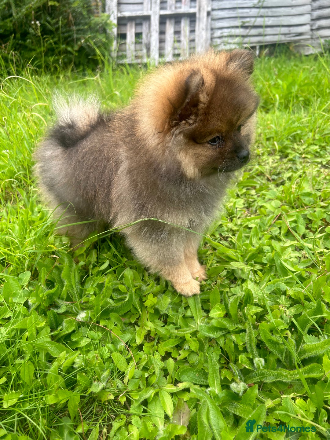 Pomeranian dogs for sale: Teddy bear Pomeranian puppy - Image 9